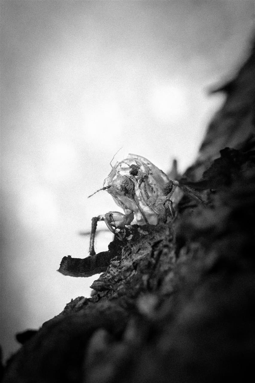 Springhaler er en vigtig del af økosystemet