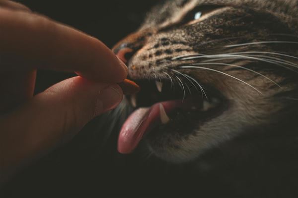 Giv din kat de bedste forudsætninger med kvalitets kattefoder fra Fodergrossisten